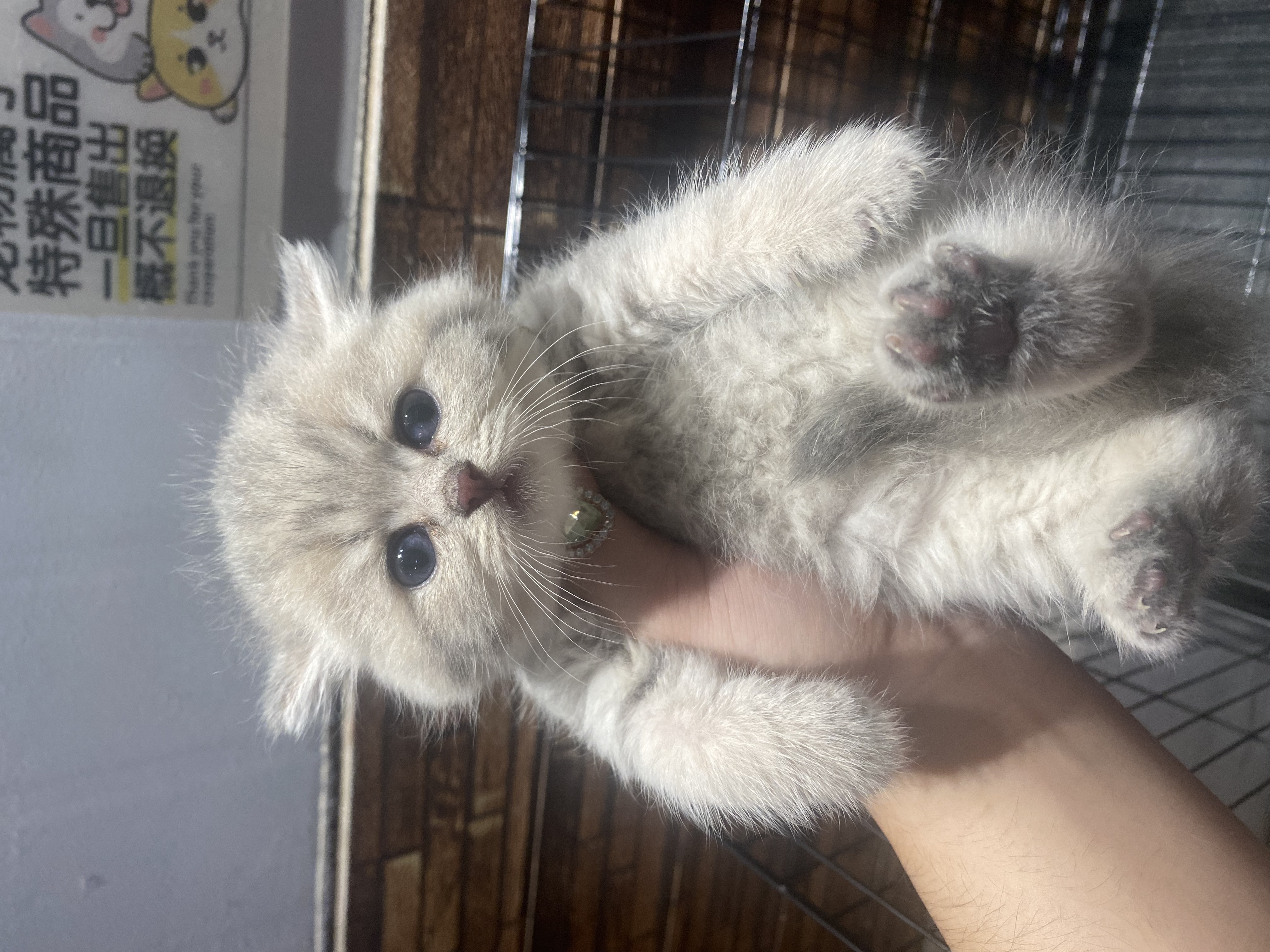 蓝金虎斑～无病无藓～包一次内驱外驱过渡粮逗猫棒～喜欢的私我